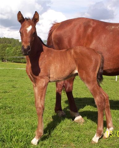 palmyrah age de 3 jours