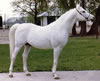 PALAS