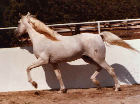 alcazar