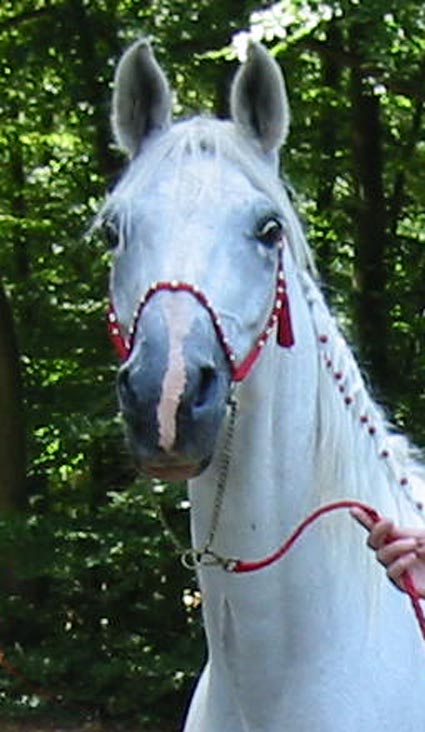 compiegne 2004