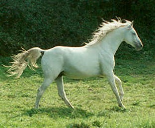 bajou