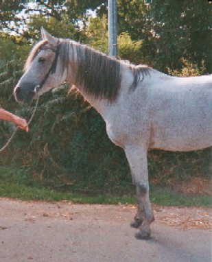 Fadasir