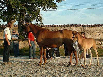 MIRZAN