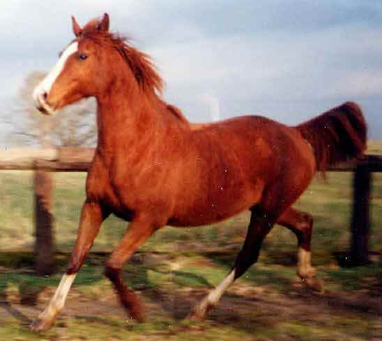 fahroz de paute