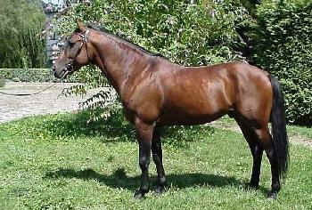 Persicko