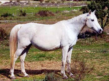 toualat