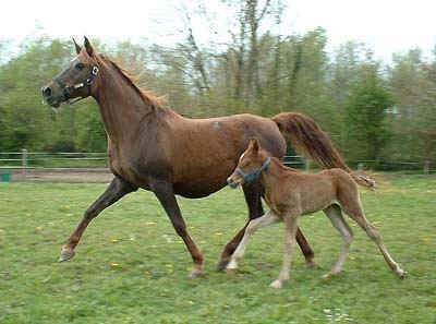 MOUKALA BINT FATA